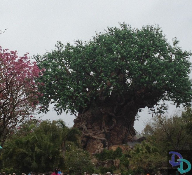 animal kingdom night hours